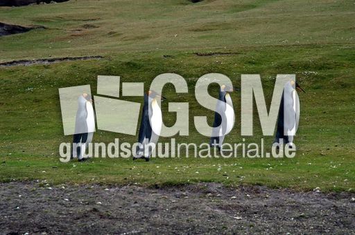 Königspinguin (22 von 84).jpg